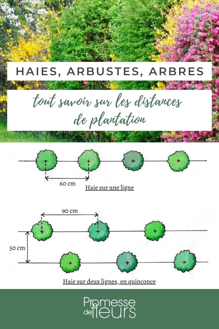 Hedge, Trees, Bushes - Planting Distances planting distances