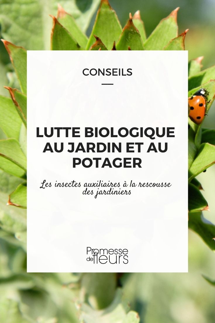 Organic Pest Control in the Garden and Vegetable Patch Garden Helpers