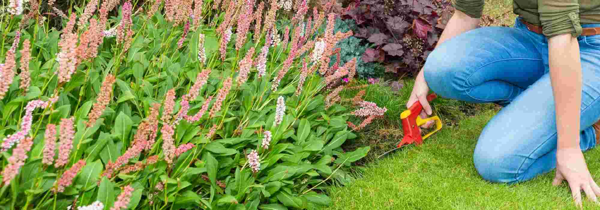 Lawn: essential tools for its upkeep