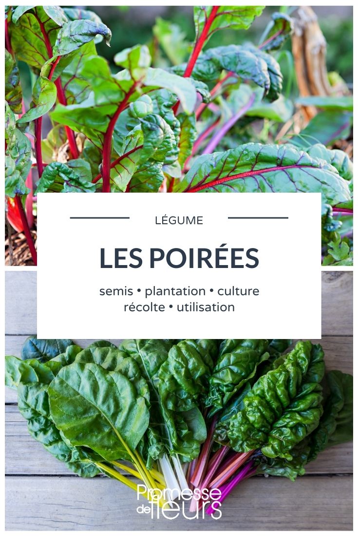 Swiss chard All You Need to Know About Over-Ripe Vegetables