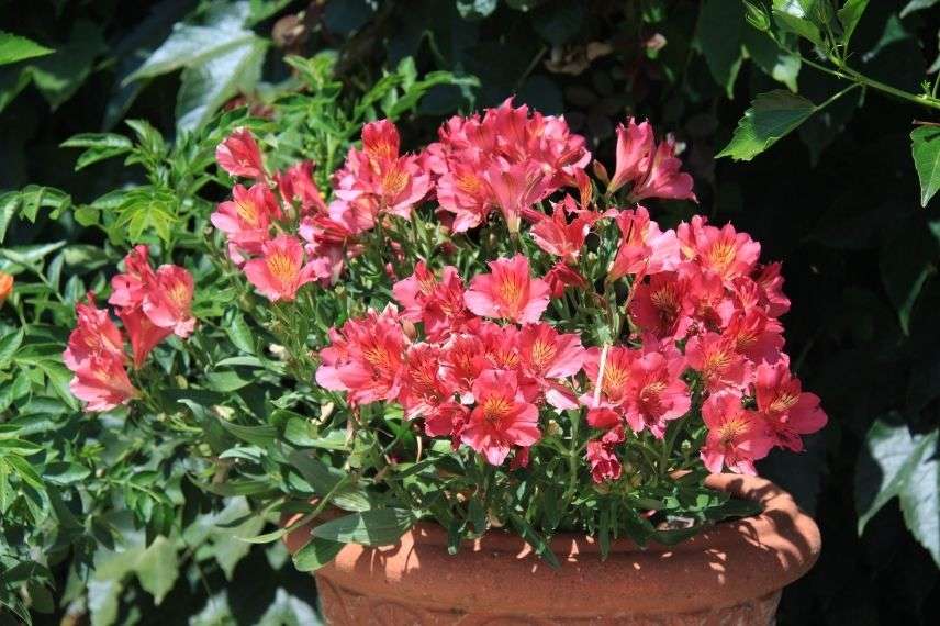 How to Protect Alstroemerias During Winter?