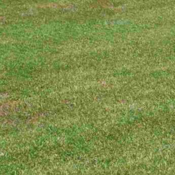 How to renovate a lawn?