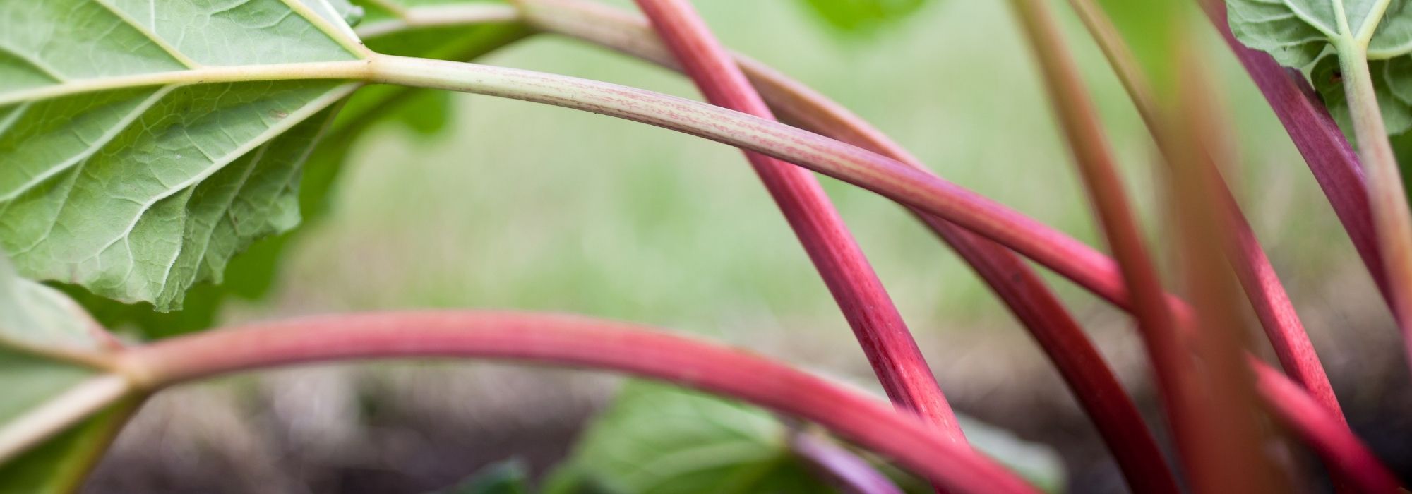 Rhubarb: planting, growing, harvesting