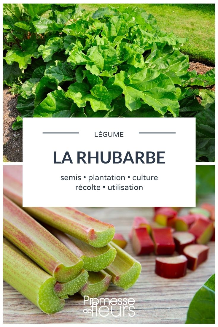 kitchen garden rhubarb Rhubarb: Everything You Need to Know
Rhubarb is a perennial plant known for its tart-flavoured stalks, commonly used in desserts like pies and crumbles. Despite its culinary uses, it's important to note that only the stalks are edible; the leaves are toxic and should never be consumed.
### Growing Rhubarb
Rhubarb thrives in cooler climates and can be planted either in autumn or early spring. It prefers well-drained, fertile soil and a sunny or lightly shaded spot in the garden. When planting rhubarb, ensure that the crowns are set about 2 inches below the surface of the soil.
### Care and Maintenance
Rhubarb requires minimal maintenance once established. Keep the area around the plants free of weeds and apply a generous layer of compost or well-rotted manure each spring to encourage vigorous growth. Water the plants during dry periods and remove any flower stalks promptly to prevent them from taking energy away from the stalk development.
### Harvesting Rhubarb
The first harvest should generally be in the second year after planting, as harvesting during the first year can weaken the plants. When harvesting, choose stalks that are at least 10 inches long and pull them from the base rather than cutting them. Be sure to leave at least two stalks per plant to ensure continued growth.
### Culinary Uses
Rhubarb is famously paired with strawberries in pies and desserts, but it can also be used in savoury dishes. Its tartness complements fatty meats and fish well. Rhubarb can also be made into a compote or jam, or even pickled as a unique addition to salads.
### Conclusion
Rhubarb is a versatile and easy-to-grow plant that offers a unique flavour to a variety of dishes. With proper care and harvesting, it can be a delightful addition to your garden and your kitchen.