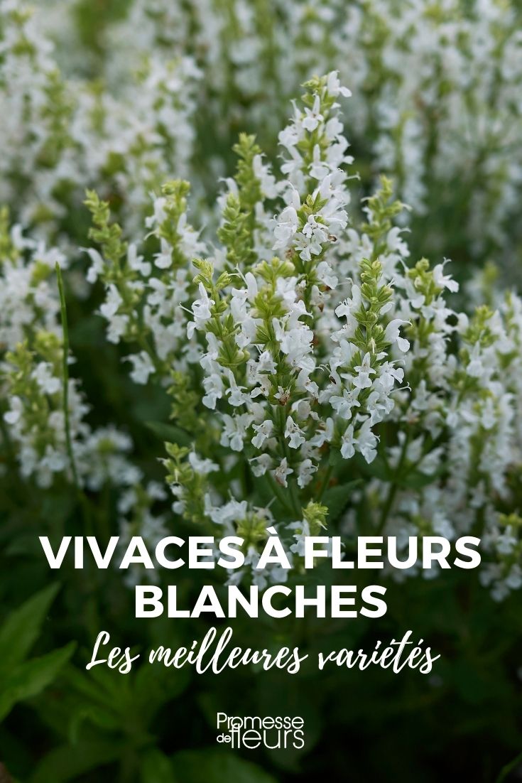 The Best White-Flowered Perennials