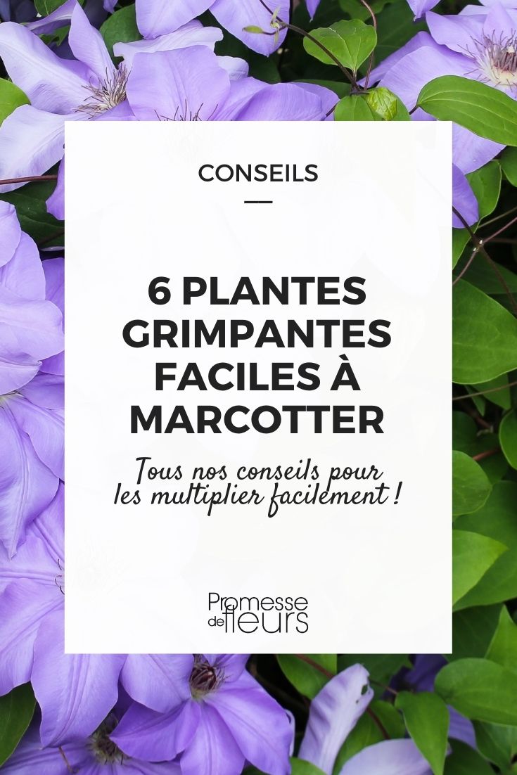 6 Climbing Plants to Layer Climbing plants to layer