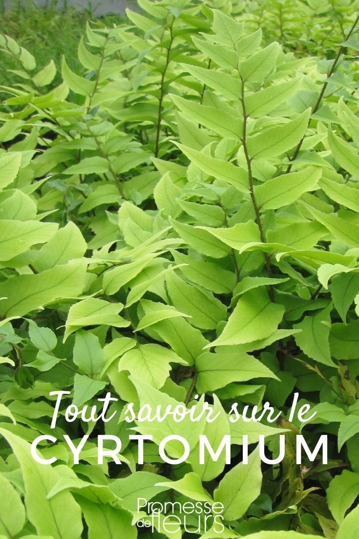Cyrtomium - Everything You Need to Know Succeeding in Growing Cyrtomium
