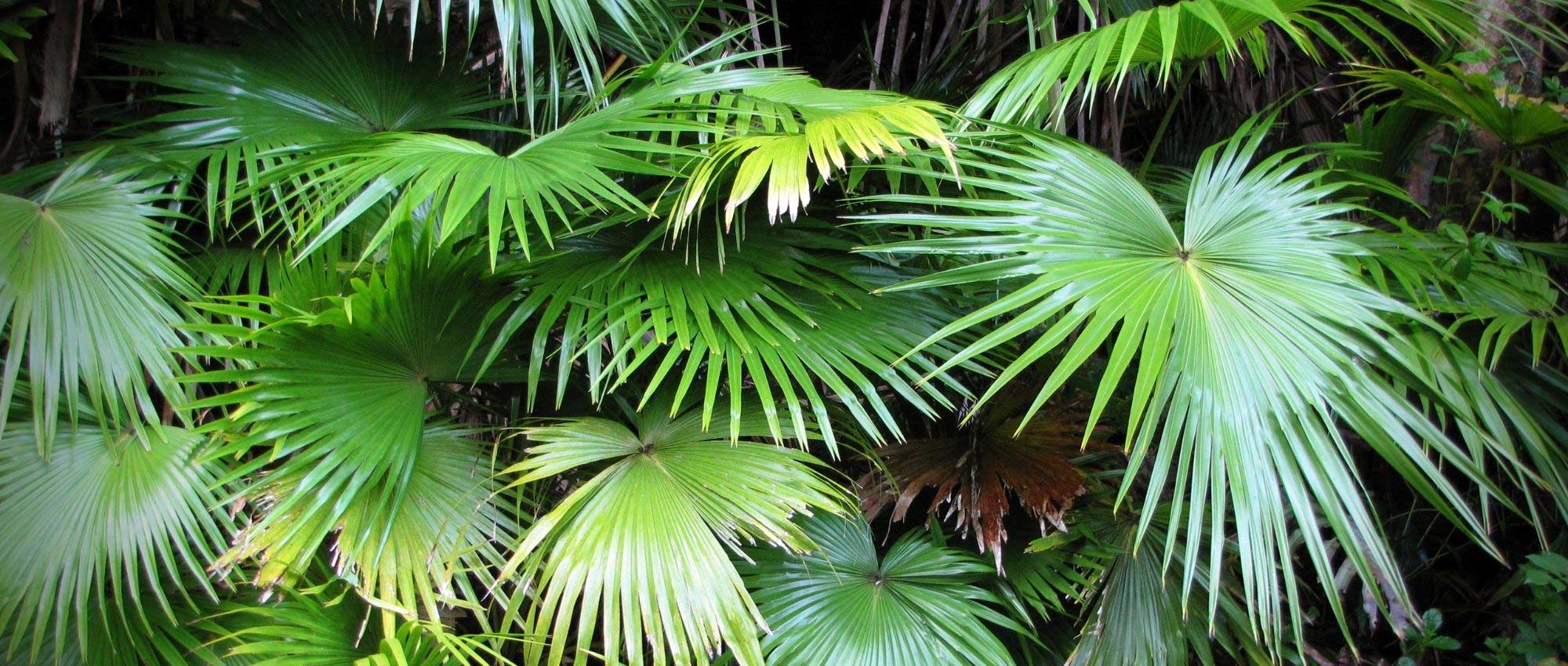 Livistona: planting, cultivation, and care