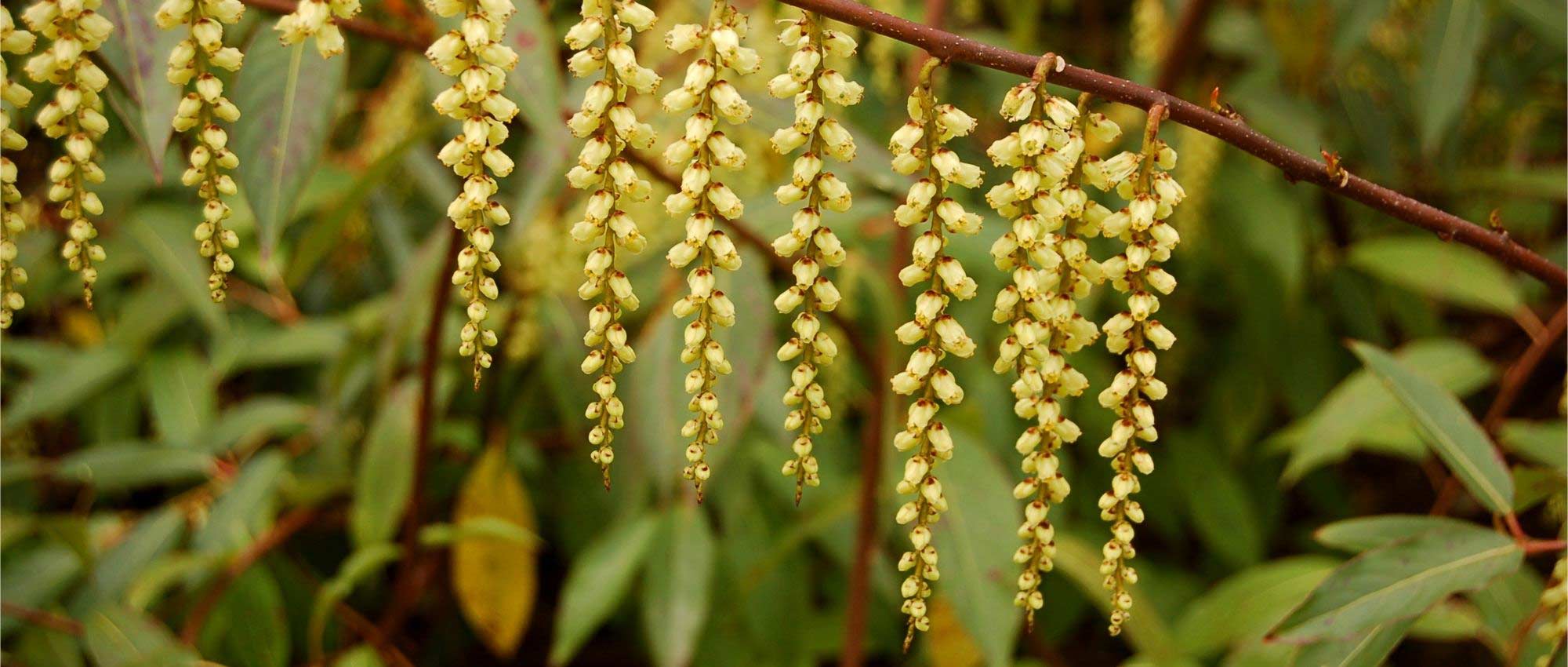 Stachyurus: planting, growing, and caring for it