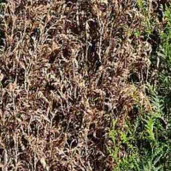 Diseases and parasitic pests of thuja