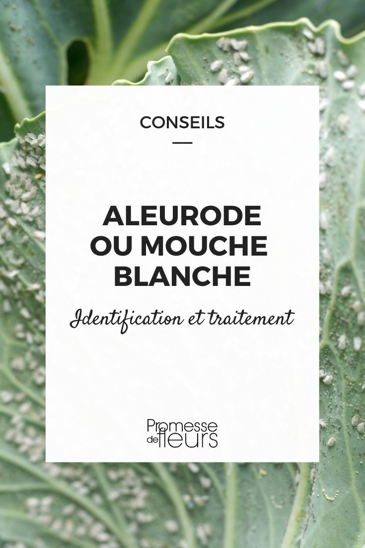 whitefly Whitefly: Identification and Treatment