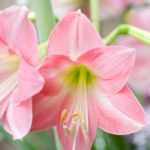 Amaryllis: cultivation, planting, care