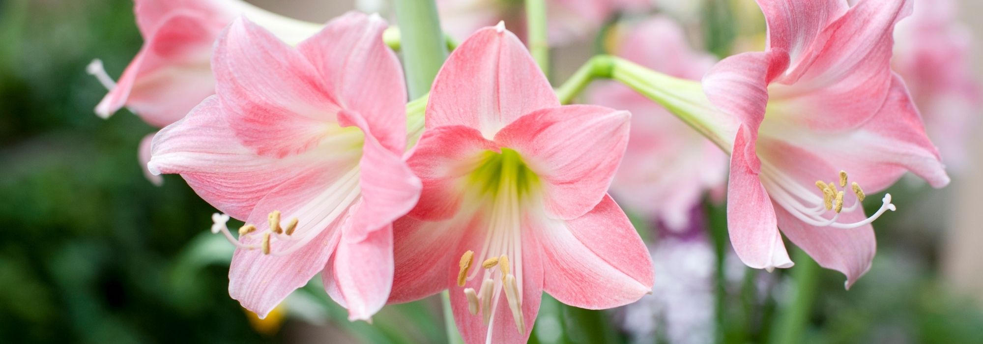 Amaryllis: cultivation, planting, care