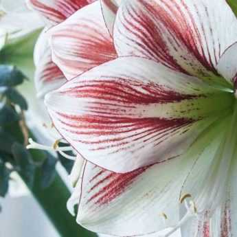 Amaryllis, Hippeastrum: the best varieties