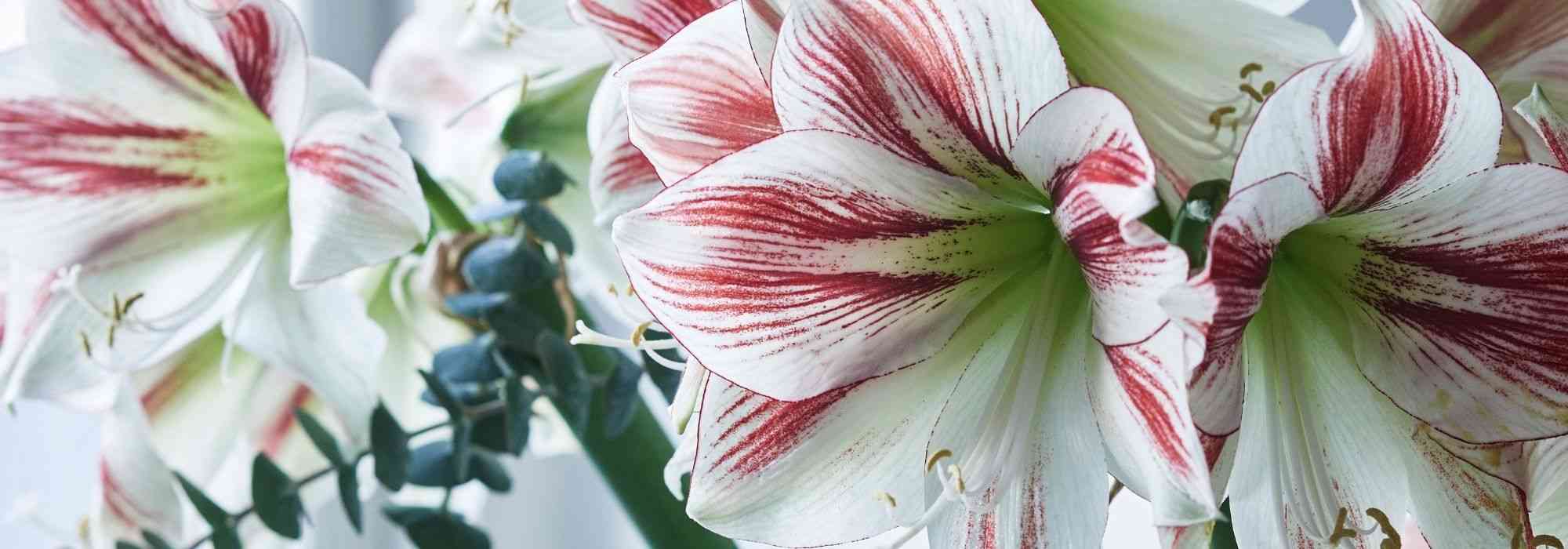 Amaryllis, Hippeastrum: the best varieties