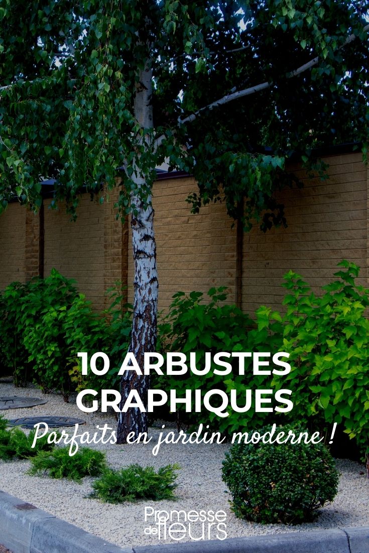 Modern Garden Bushes 10 Bushes for a Modern Garden