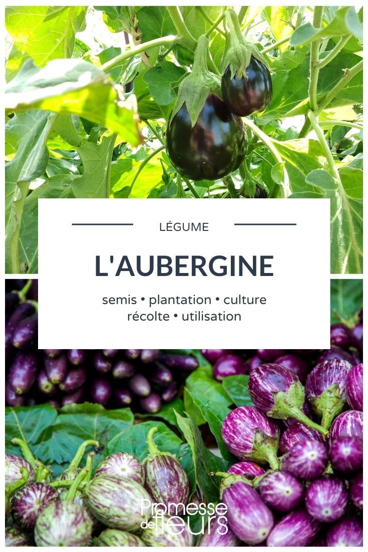 eggplant vegetable garden Eggplant: Everything You Need to Know
Eggplants, or aubergines as they are known in British English, are a versatile and beloved vegetable in many cuisines around the world. From classic Italian dishes to spicy Indian curries, the eggplant holds a place of pride in many kitchens. In this article, we'll explore everything you need to know about growing, caring for, and cooking with this wonderful vegetable.
### Growing Eggplants
Eggplants thrive in warm climates and require a good amount of sunlight to flourish. Here are some tips for growing them successfully:
1. **Planting Time**: Eggplants should be planted after the last frost when the soil has warmed up. They are heat-loving plants, so ensure they get at least 6 hours of direct sunlight daily.
2. **Soil Requirements**: They prefer well-drained, fertile soil with a pH between 5.5 and 6.5. Enrich the soil with compost or well-rotted manure before planting.
3. **Watering**: Keep the soil consistently moist but not waterlogged. Water at the base of the plant to avoid wetting the leaves, which can lead to fungal diseases.
4. **Feeding**: Use a balanced fertilizer every few weeks to ensure robust growth. Eggplants are heavy feeders and benefit from regular feeding, especially when they start to flower and fruit.
5. **Pest Control**: Watch out for pests like aphids, spider mites, and flea beetles. Use organic pesticides or introduce natural predators like ladybugs into your garden.
### Harvesting Eggplants
Eggplants are usually ready to harvest 16 to 24 weeks after sowing, depending on the variety. The skin should be glossy and the flesh firm. To harvest, cut the eggplant from the stem with a sharp knife, leaving a small portion of the stem attached.
### Culinary Uses
Eggplants are incredibly versatile in the kitchen. They can be baked, grilled, roasted, or sautéed. Here are a few ideas to get you started:
- **Baba Ganoush**: This smoky Middle Eastern dip is made by roasting eggplants until tender, then blending them with tahini, garlic, lemon juice, and herbs.
- **Ratatouille**: A classic French dish that combines eggplants with tomatoes, peppers, zucchini, onions, and herbs, all simmered together to create a comforting stew.
- **Eggplant Parmesan**: Layers of sliced eggplant, marinara sauce, and cheese, all baked to perfection. A hearty and delicious meal that is always a crowd-pleaser.
- **Stir-Fried Eggplant**: Asian-style stir-fries often feature eggplant as a key ingredient. Cook it with soy sauce, garlic, and chili for a quick and flavorful dish.
Eggplants not only offer culinary diversity but are also a good source of vitamins and minerals, including vitamin C, vitamin K, and potassium. They are also rich in antioxidants, which can help combat oxidative stress in the body.
Whether you're a seasoned gardener or a culinary enthusiast, eggplants are a rewarding addition to both your garden and your kitchen. Happy gardening and cooking!
