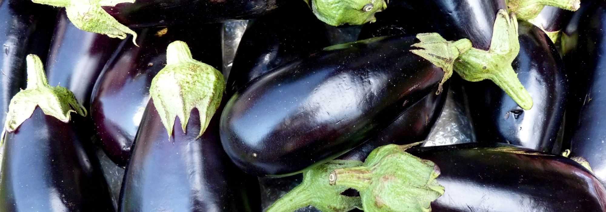 Eggplant: cultivation, harvest, sowing