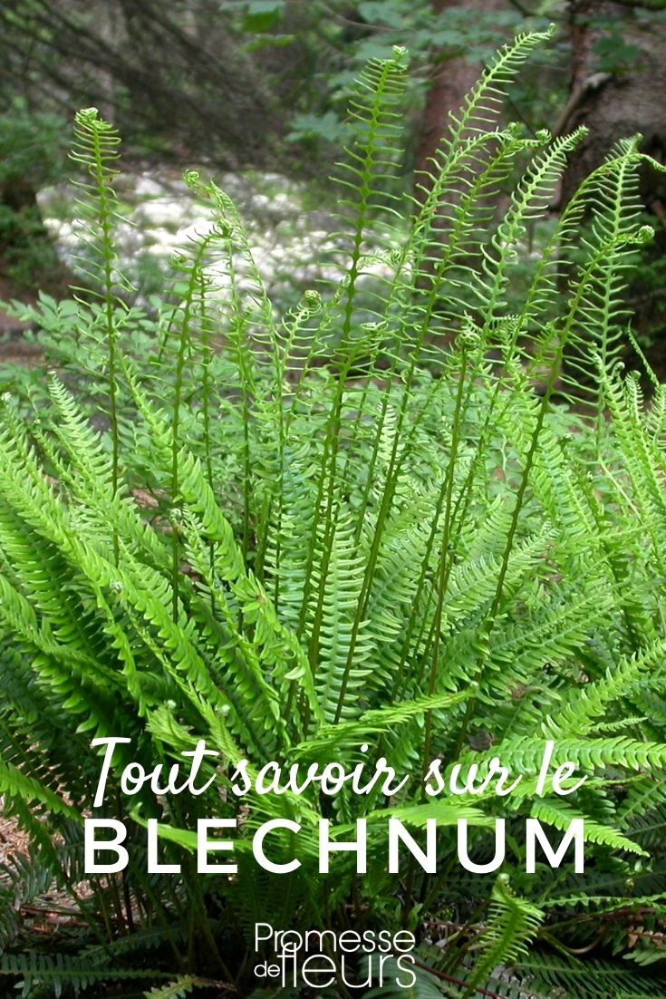 Blechnum - Everything You Need to Know Succeeding in Cultivating Blechnum