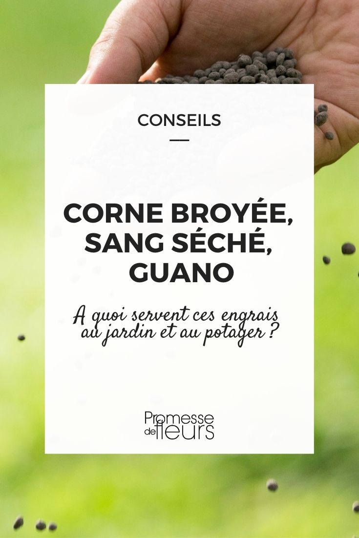 crushed horn, dried blood, guano (1) Crushed Horn, Dried Blood, Guano: How to Use Them?