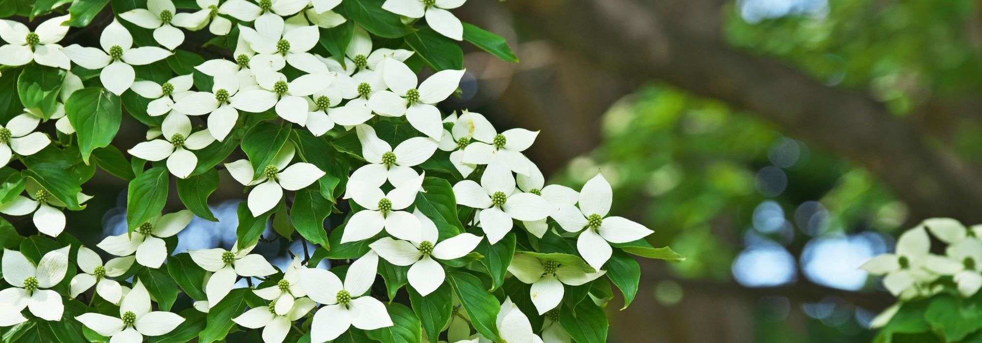 Cornus kousa, Japanese Dogwood: choosing, planting, and caring for