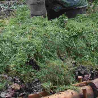 Lasagne gardening