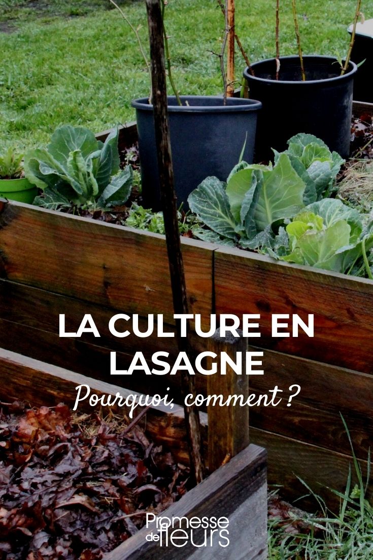 lasagne gardening Lasagna Gardening in Permaculture