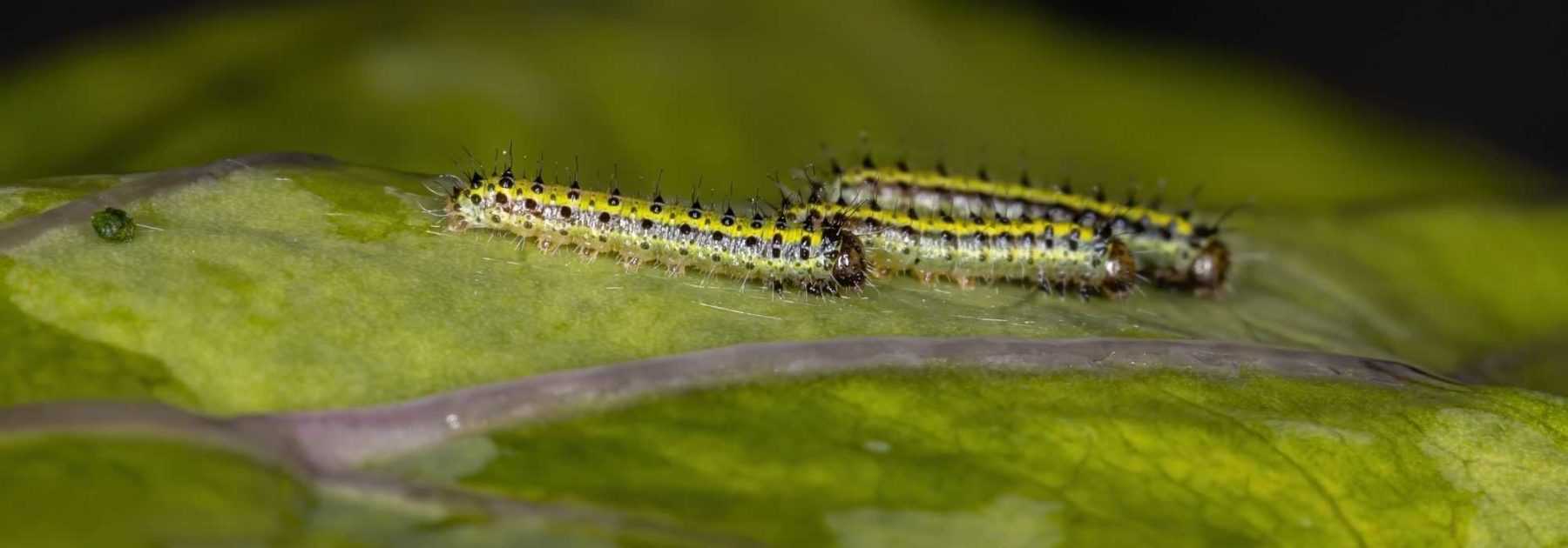 Organic and natural insecticidal products: what are they and how to use them?