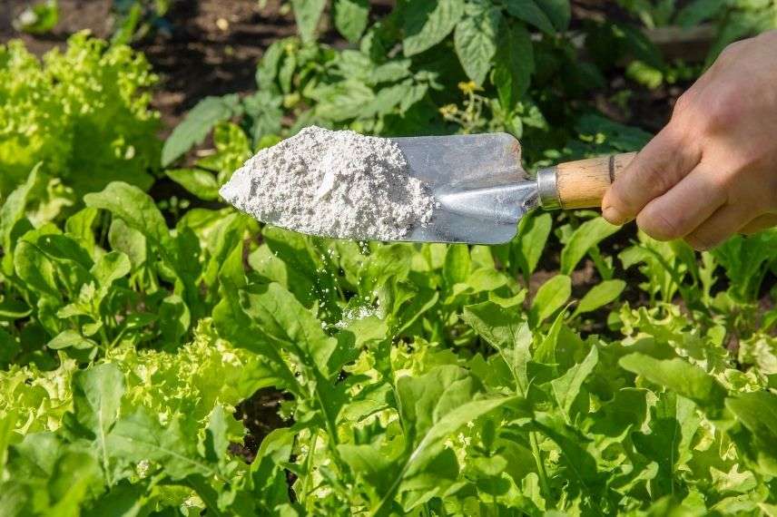 diatomaceous earth