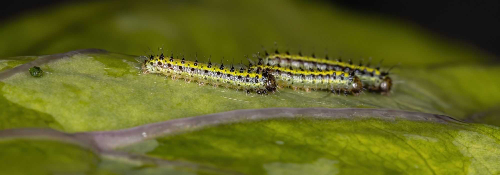 Organic and natural insecticidal products: what are they and how to use them?