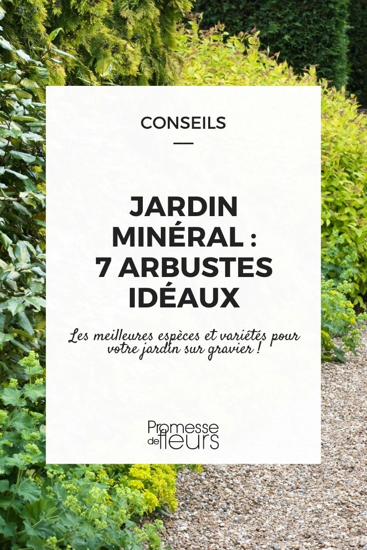 Mineral Garden: 7 Perfect Bushes Mineral Garden: Which Bushes to Plant?