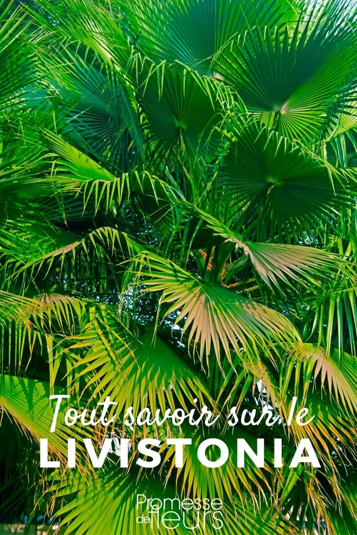 Livistona - Everything You Need to Know Livistona, fan palm