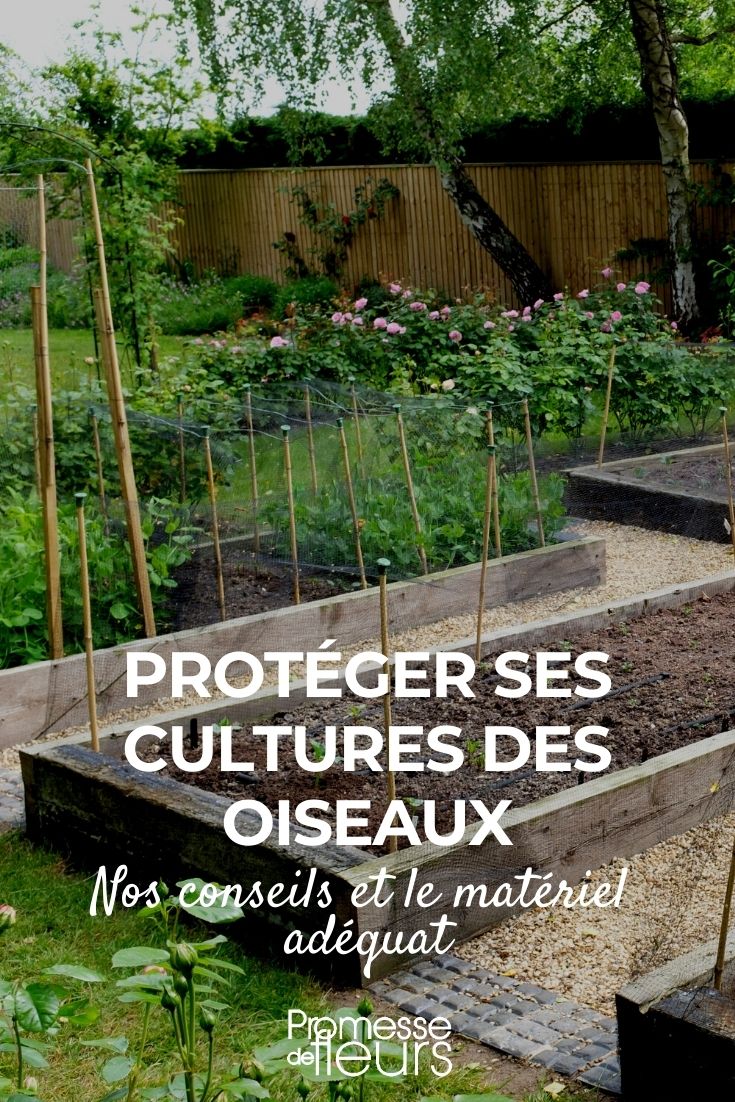 Protecting the Vegetable Garden from Birds How to Protect Crops from Birds?