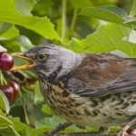 How to protect crops from birds: all suitable equipment
