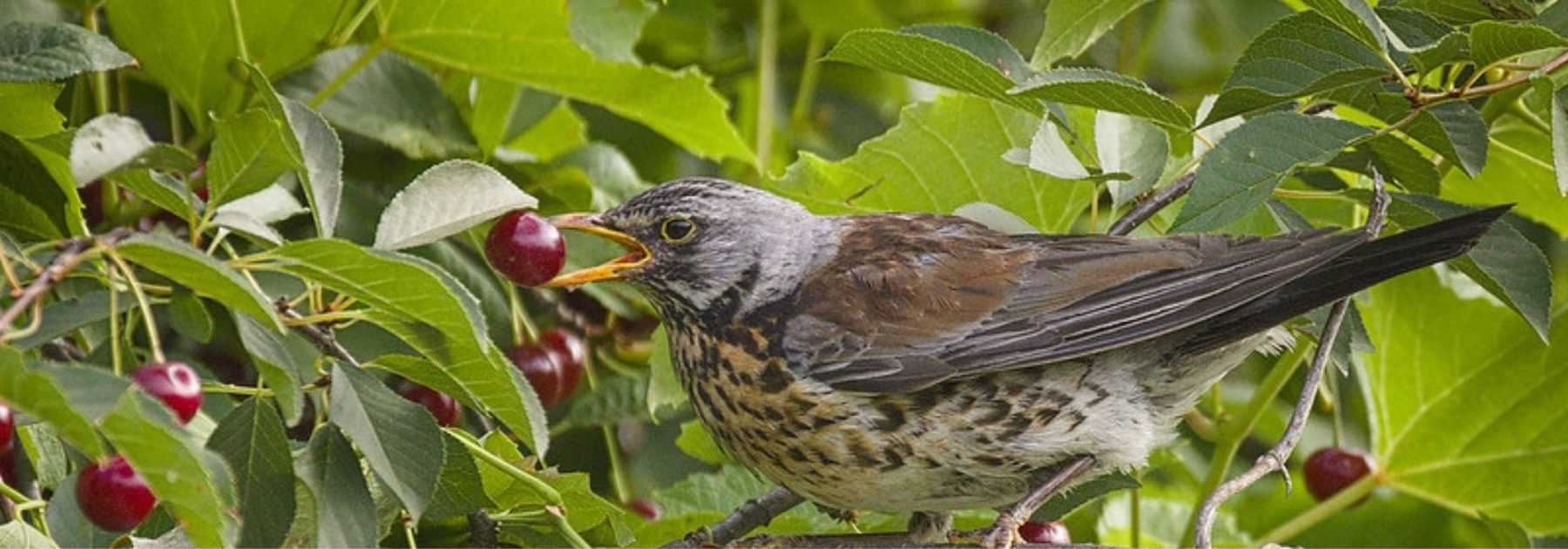 How to protect crops from birds: all suitable equipment
