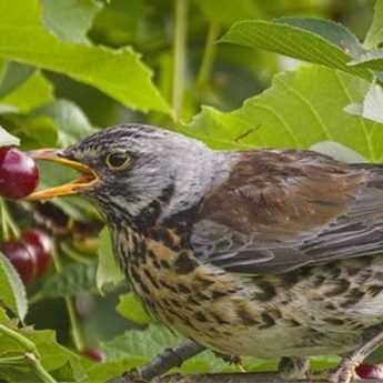 How to protect crops from birds: all suitable equipment