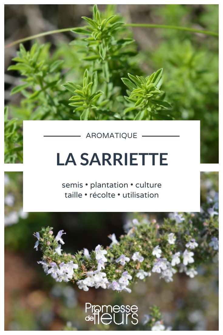Savory: Everything You Need to Know
Savory, a beloved herb in the kitchen, is not only cherished for its culinary uses but also for its delightful presence in the garden. This versatile herb comes in two main varieties: summer savory (*Satureja hortensis*) and winter savory (*Satureja montana*). Each type brings its own unique flavor and set of benefits to both gardens and kitchens.
### Summer Savory: The Annual Delight
Summer savory is an annual herb known for its peppery flavor, which makes it a perfect addition to a variety of dishes. It thrives in well-drained soil and enjoys full sunlight, making it an excellent choice for gardeners looking to add a spice of flavor to their herb gardens. Its leaves are commonly used fresh or dried in recipes, particularly in bean dishes, soups, and stews.
### Winter Savory: The Perennial Favorite
Winter savory, on the other hand, is a perennial herb with a more pungent flavor, often described as a cross between thyme and mint. This hardy plant prefers full sun and well-drained soil, similar to its summer counterpart. It's particularly well-suited for long-cooking dishes and is often used to flavor meats and sauces.
### Growing Savory
Both types of savory are relatively easy to grow. They prefer a sunny spot with well-draining soil and require little maintenance beyond regular watering and occasional trimming to encourage bushy growth. Starting savory from seeds or seedlings is straightforward, and it can also be propagated from cuttings.
### Culinary Uses
Savory is highly regarded in the culinary world for its ability to enhance the flavors of various dishes. It pairs wonderfully with beans, meats, and poultry, reducing the need for salt. Savory's robust flavor also makes it an excellent herb for seasoning vegetables and incorporating into stuffing and sauces.
### Medicinal Benefits
Beyond its culinary applications, savory also offers medicinal benefits. It has been used traditionally to aid digestion and relieve symptoms of gastrointestinal distress. Its antiseptic properties make it useful in treating minor cuts and bruises when used topically.
### In Conclusion
Whether you're a seasoned gardener or a culinary enthusiast, incorporating savory into your garden and kitchen can add a burst of flavor and a touch of medicinal benefits. With its easy cultivation and versatile uses, savory is undoubtedly a valuable addition to any garden. Understanding Satureja montana: A Comprehensive Guide
Satureja montana, commonly known as winter savory, is a perennial herb cherished for its aromatic leaves and medicinal properties. This guide will delve into the various aspects of cultivating and utilizing winter savory in your garden.
**Cultivation and Care**
Winter savory thrives in well-drained soil and can tolerate full sun to partial shade. It is a hardy plant, resistant to drought once established, making it a suitable choice for gardeners seeking low-maintenance herbs. Regular pruning not only helps maintain its compact shape but also encourages the growth of fresh, flavorful leaves.
**Culinary Uses**
The leaves of Satureja montana are highly prized in culinary circles, known for their peppery flavor which makes an excellent addition to a variety of dishes. They are particularly popular in European cuisine, used to season beans, meats, and sauces. For a fresh twist, try adding finely chopped leaves to your next marinade or dressing.
**Medicinal Benefits**
Traditionally, winter savory has been used for its antiseptic and digestive properties. It is believed to help alleviate symptoms of gastrointestinal discomfort and has been used in herbal medicine to treat everything from sore throats to minor cuts and bruises.
**Landscape and Aesthetic Value**
Apart from its culinary and medicinal uses, Satureja montana also adds aesthetic value to gardens. Its compact, bushy form and delicate white or pink flowers make it an attractive addition to borders and herb gardens.
For those looking to add a versatile and robust herb to their garden, winter savory is an excellent choice. Its ease of care, coupled with its multiple uses, makes it a valuable plant for any gardener.