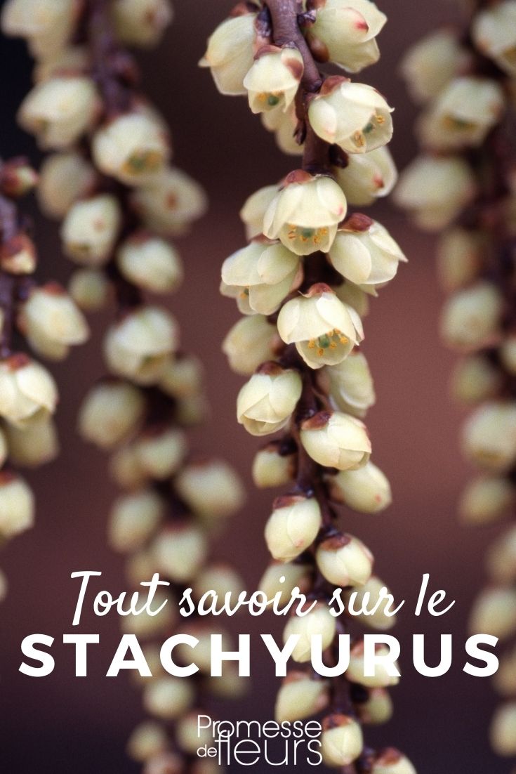 Stachyurus - Everything You Need to Know Stachyurus