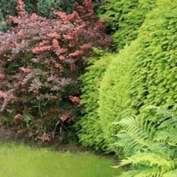 Using evergreen shrubs in the garden