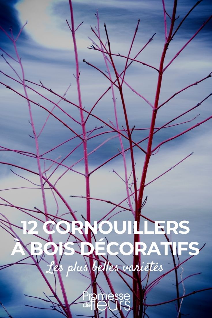 12 Decorative Wood Dogwoods 12 Dogwoods with Decorative Wood