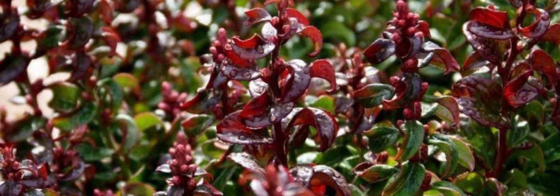 8 dwarf bushes to grow in pots on a north-facing balcony