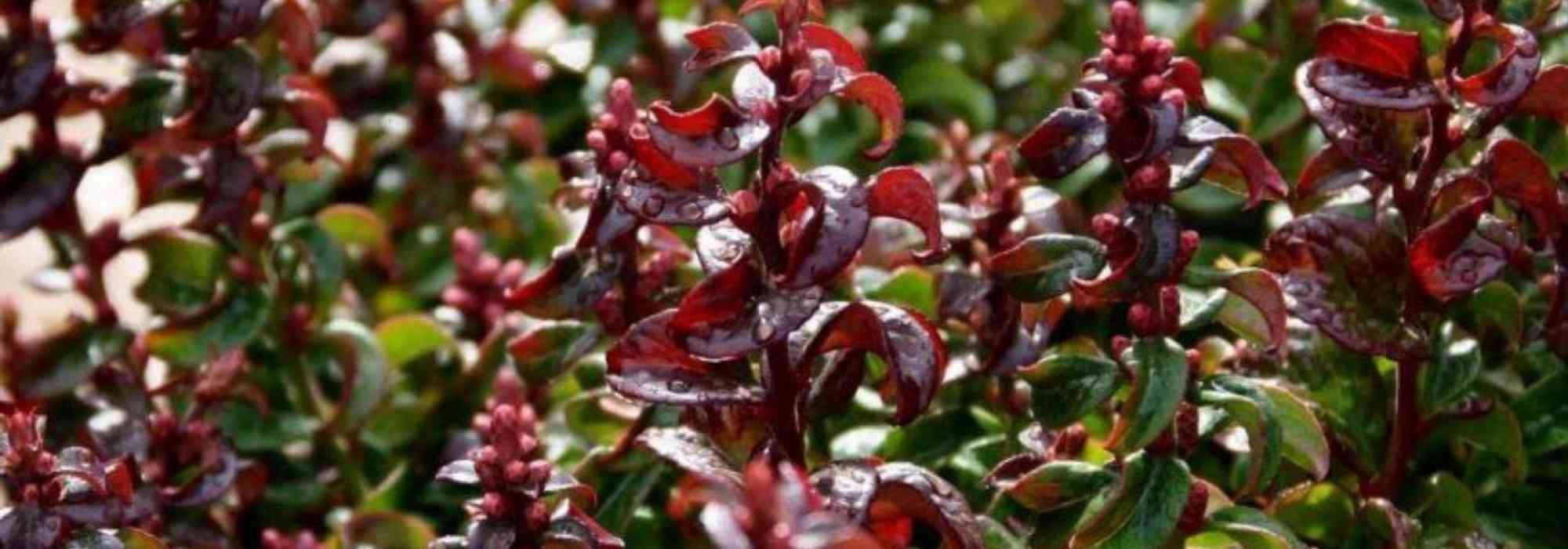 8 dwarf bushes to grow in pots on a north-facing balcony