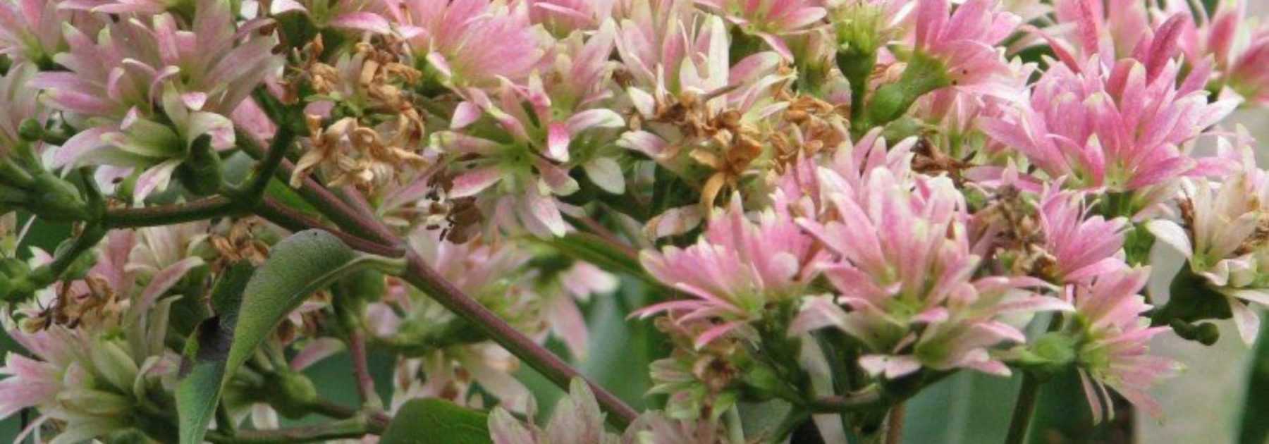 9 autumn-flowering bushes