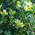 10 hardy evergreen shrubs
