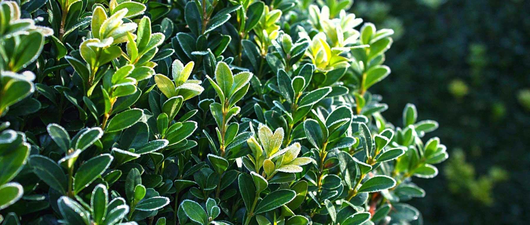 10 hardy evergreen bushes