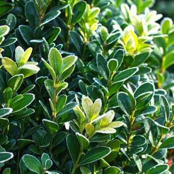 10 hardy evergreen bushes