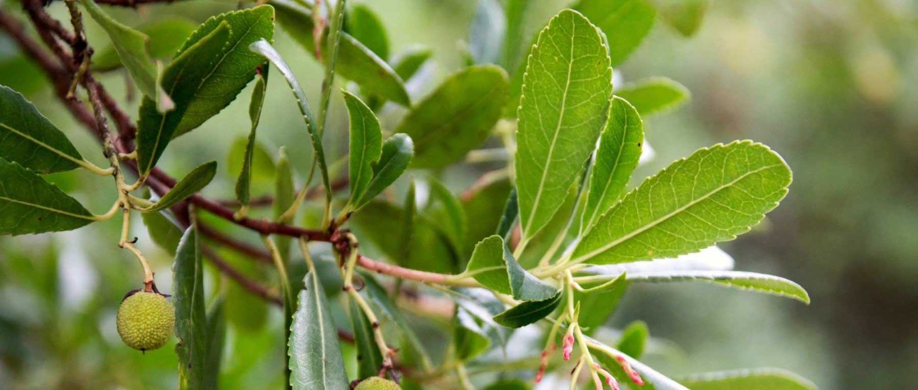 10 evergreen shrubs for coastal gardens