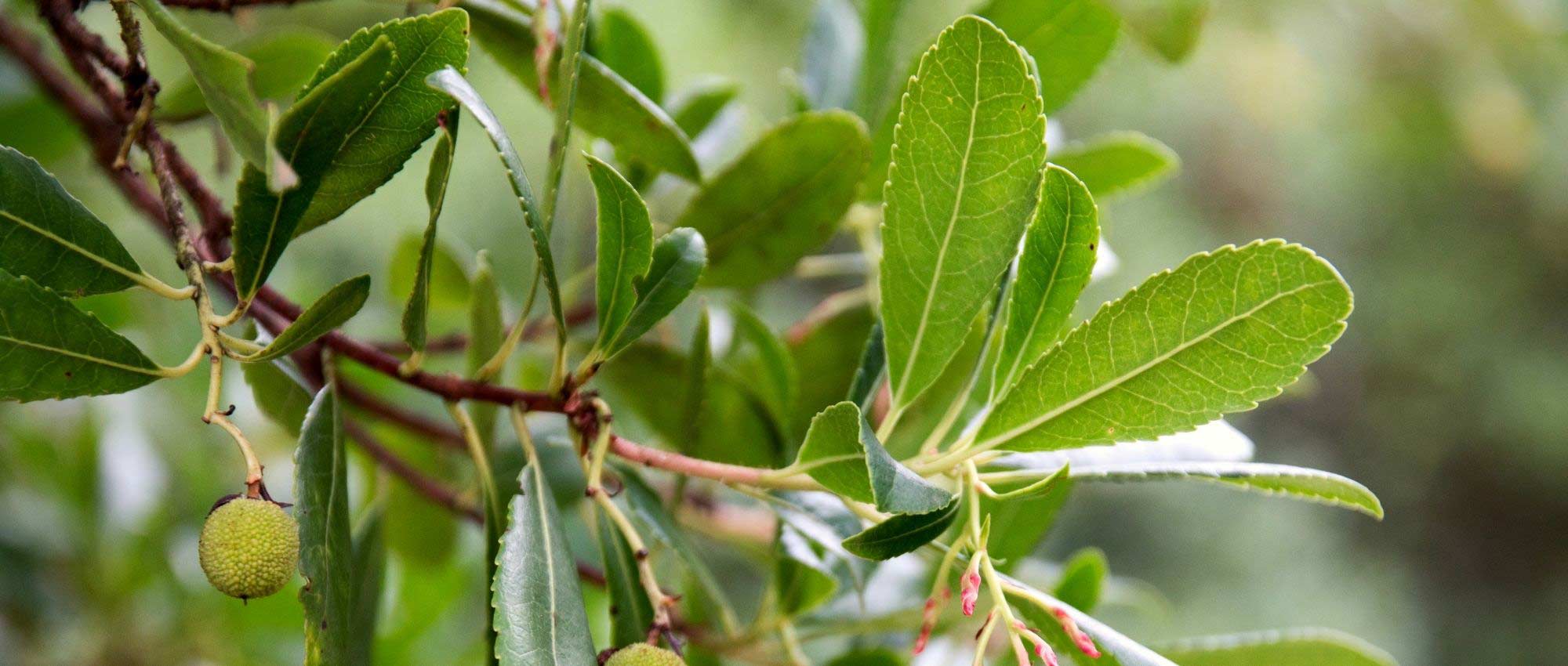 10 evergreen shrubs for coastal gardens
