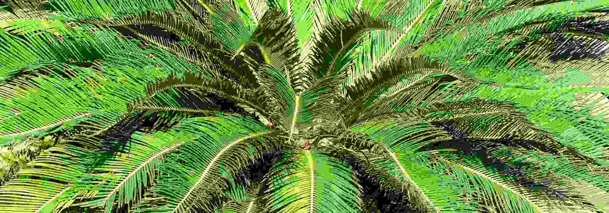 How to protect <em>Cycas</em> in winter?