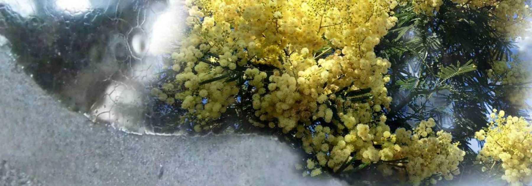 How to protect wattle over winter?